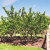 Mount Royal Plum #5 - Image 2